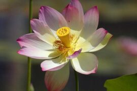 Cvijet lotosa
